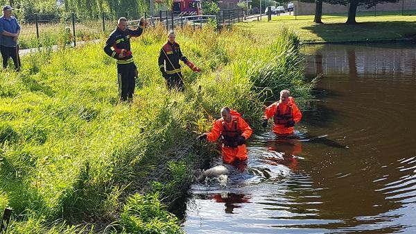 Varkentje neemt frisse duik bij kinderboerderij Assen