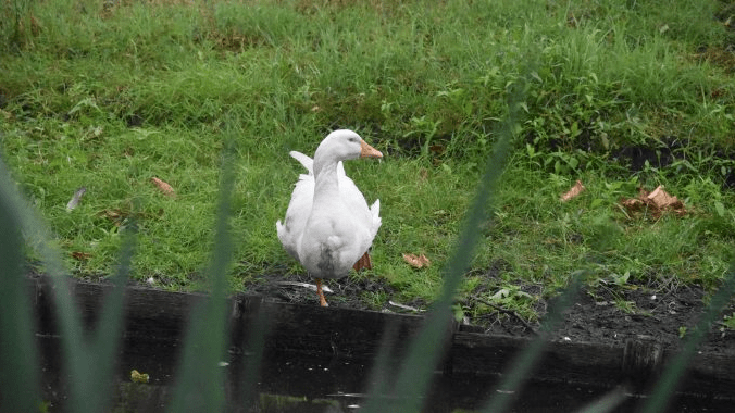 Gans met gebroken poot laat zich niet vangen door de brandweer