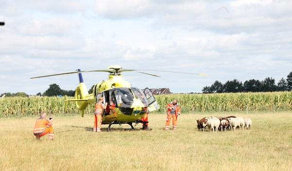 Schapen achtervolgen personeelsleden traumahelikopter in Smilde (video update)