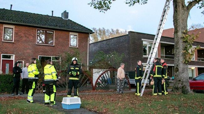 Brandweer in actie voor kat in de boom in Assen-Oost