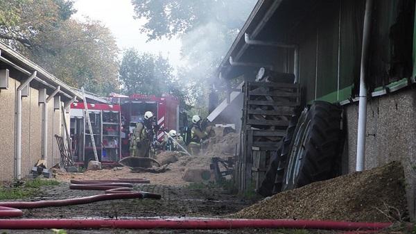 Grote brand in stal; 300 kalveren worden afgemaakt (video)