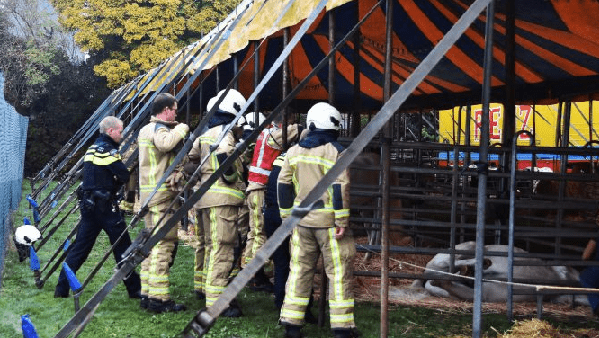 Paard klem tussen hekwerk bij circus Meppel