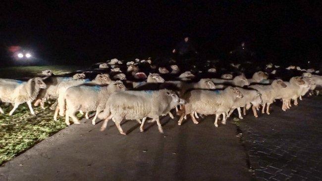 herdershond valt kudde schapen aan in Bovensmilde; dode en gewonde schapen