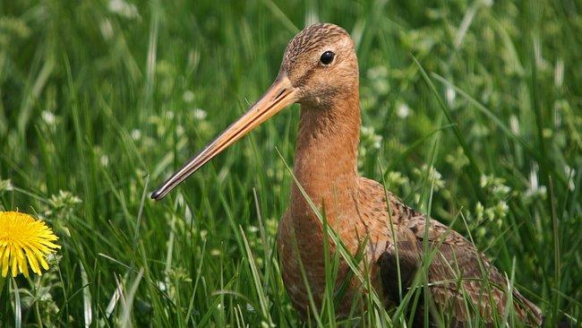 Landschapsbeheer Drenthe zoekt weidevogelbeschermers 