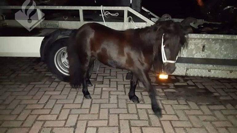 Eigenaar gezocht van loslopende pony op A28