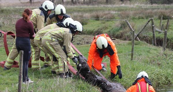 Brandweer trekt met brandslangen paard uit sloot (video)