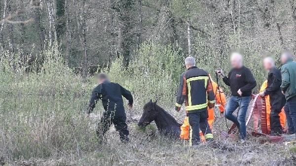 Reddingsactie van twee uur voor paard dat vast zit in moeras