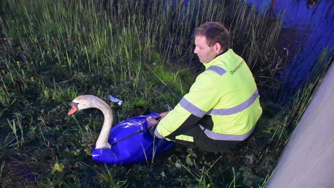 Brandweer en dierenambulance redden gewonde zwaan