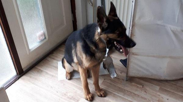 Politie pakt hond vastgebonden aan kachel en snuit dicht geplakt met tape af