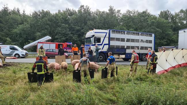 N33 nog hele middag deels gestremd door gekantelde veetransportwagen (Video)