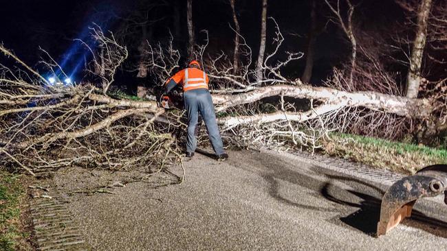 Boom omgewaaid door harde wind