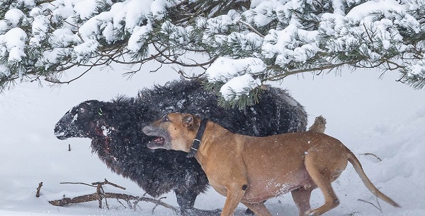 Loslopende hond verwond meerdere schapen