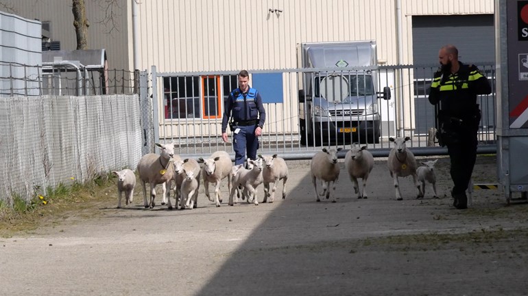 Schapen en lammeren breken uit weiland en rennen de weg op (Video)