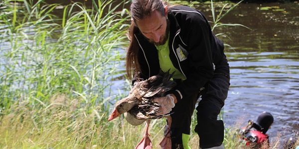 Brandweer en dierenambulance halen gewonde gans uit het water (video)