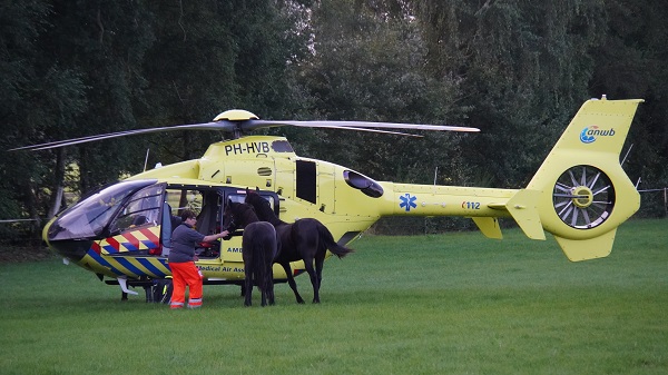 Piloot van traumahelikopter krijgt paarden op bezoek tijdens inzet