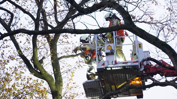 Brandweer Assen en Gieten ingezet voor klassieke kat in de boom (video)