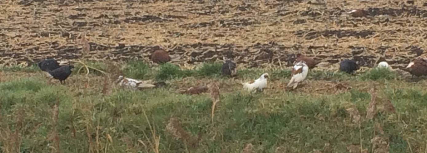 Ongeveer 175 dode en ernstig gewonde duiven gedumpt op akker