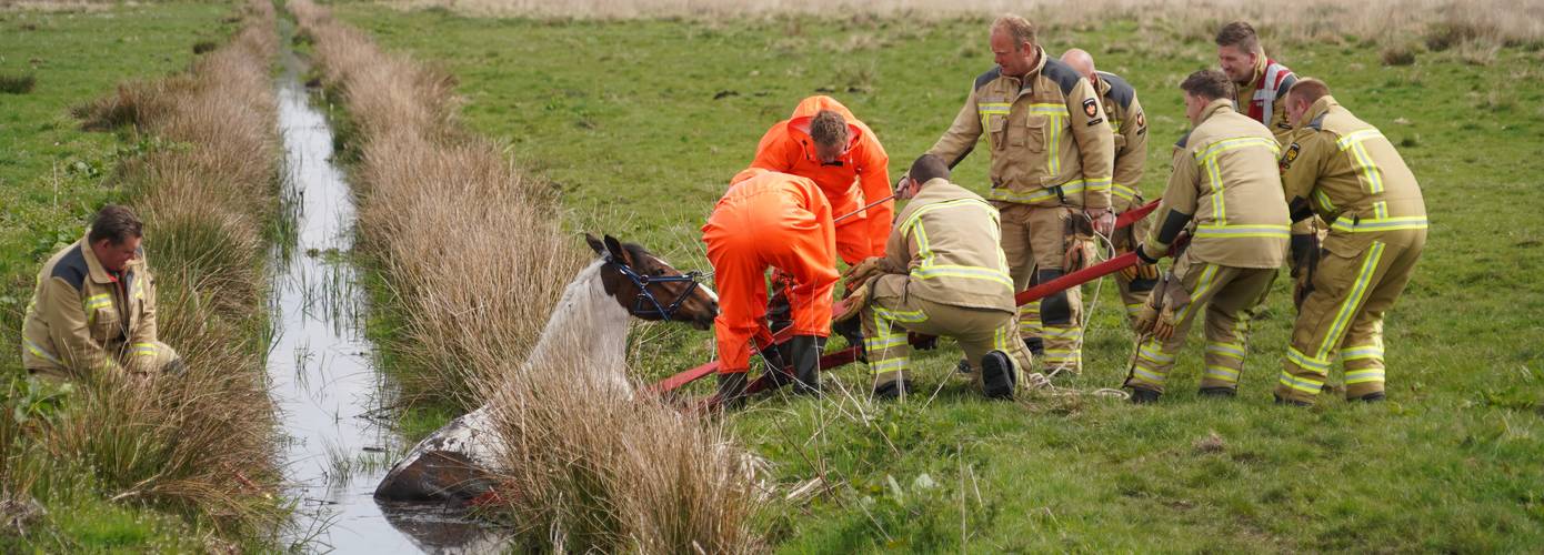 Brandweer redt paard met brandweerslangen uit sloot (video)