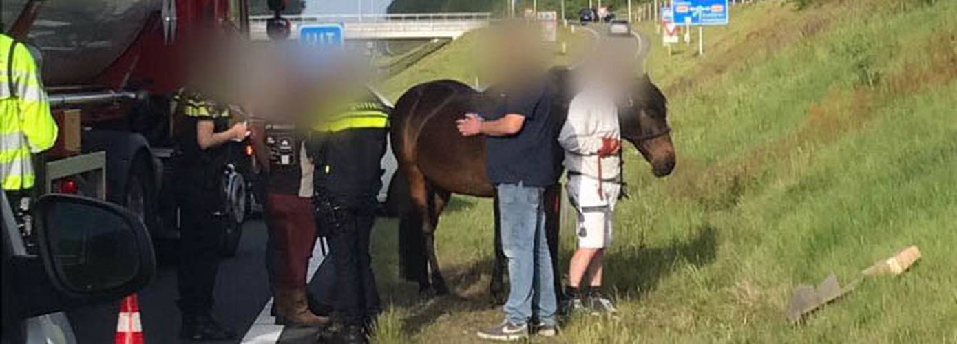 Vrachtwagenchauffeur en automobiliste vangen loslopend paard op N33