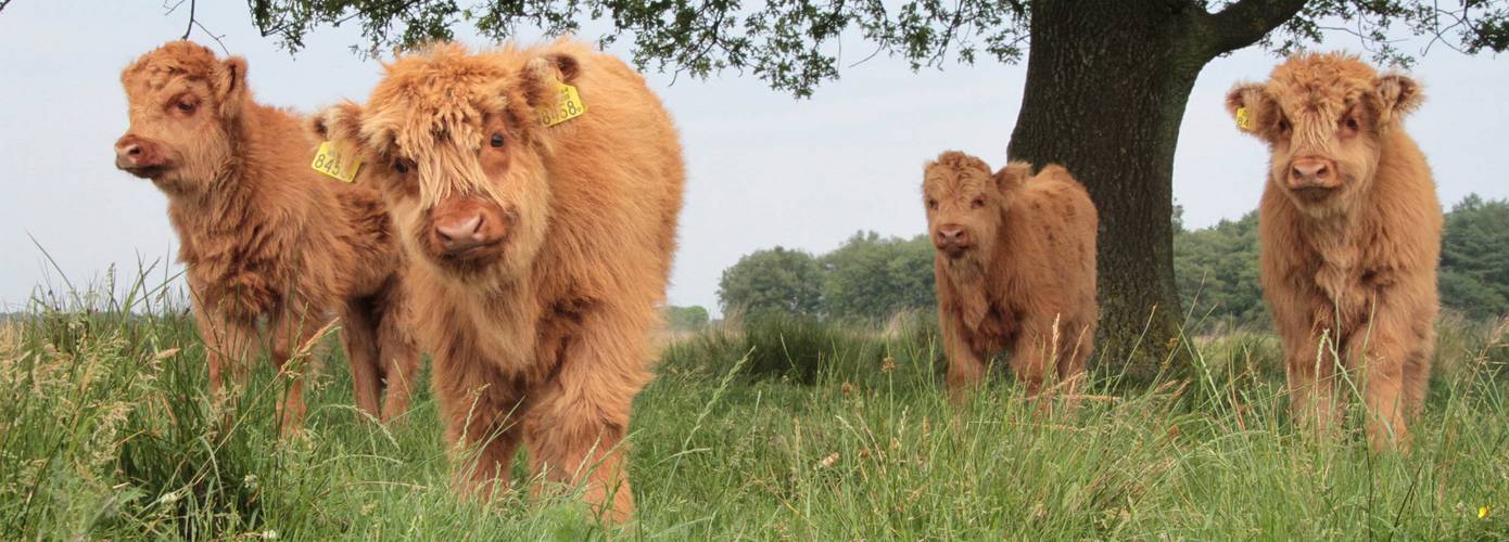 Feestelijke opening ‘Karrensporenpad’ op het Hijkerveld 