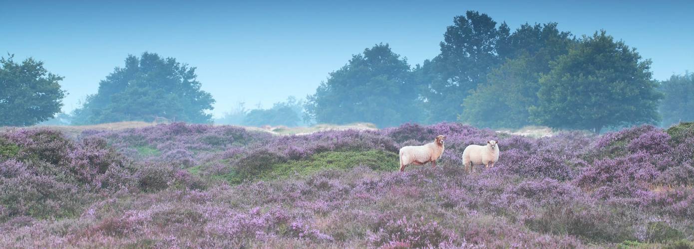 Provincie Drenthe geeft €250,000,- voor meer toezicht in de natuurgebieden