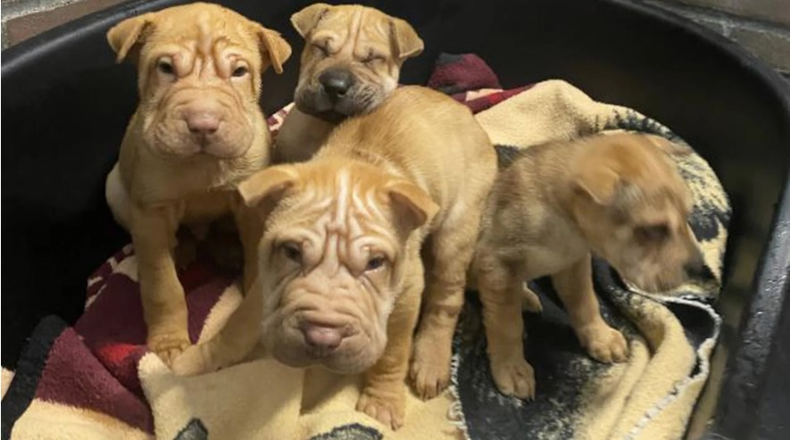 Vier verwaarloosde shar-pei puppy's in beslag genomen bij controle