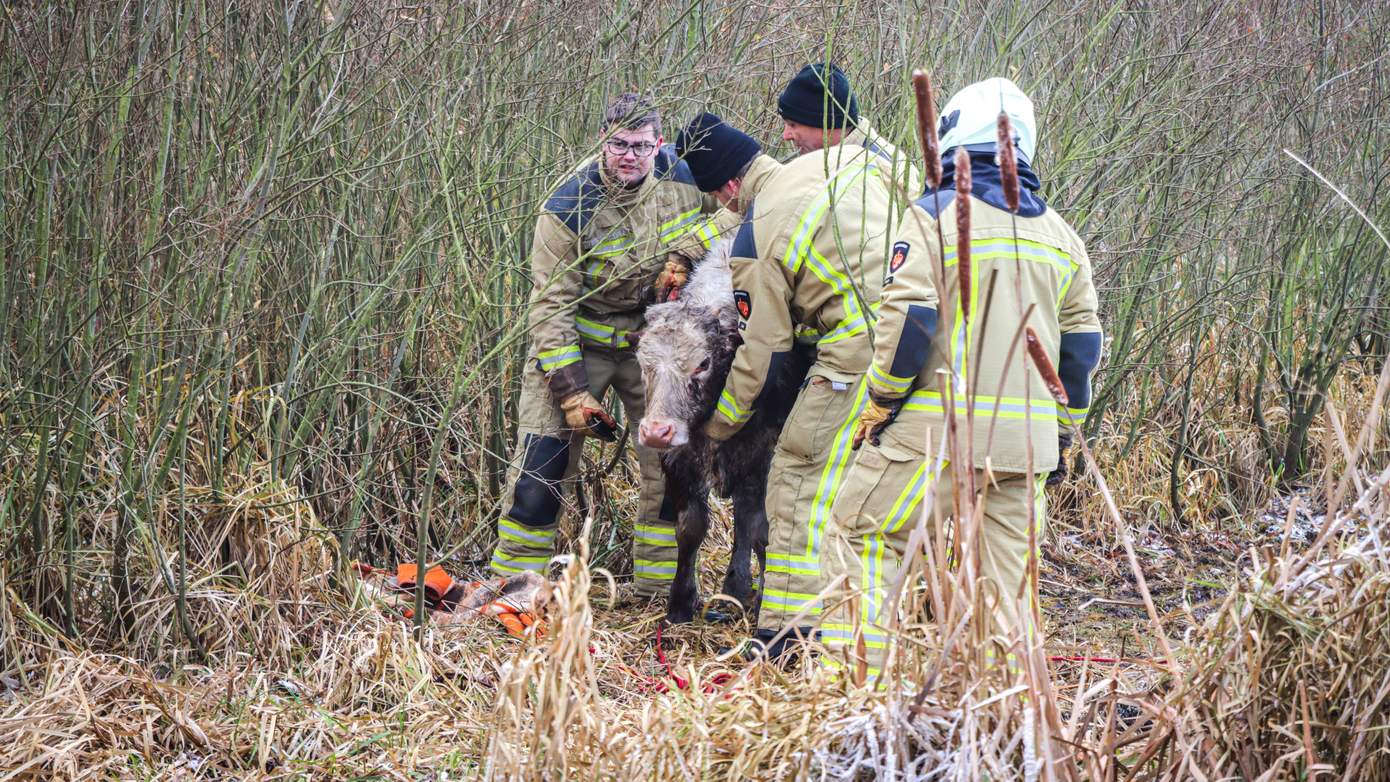 Kalf van ijskoude verdrinking gered door brandweer (video)