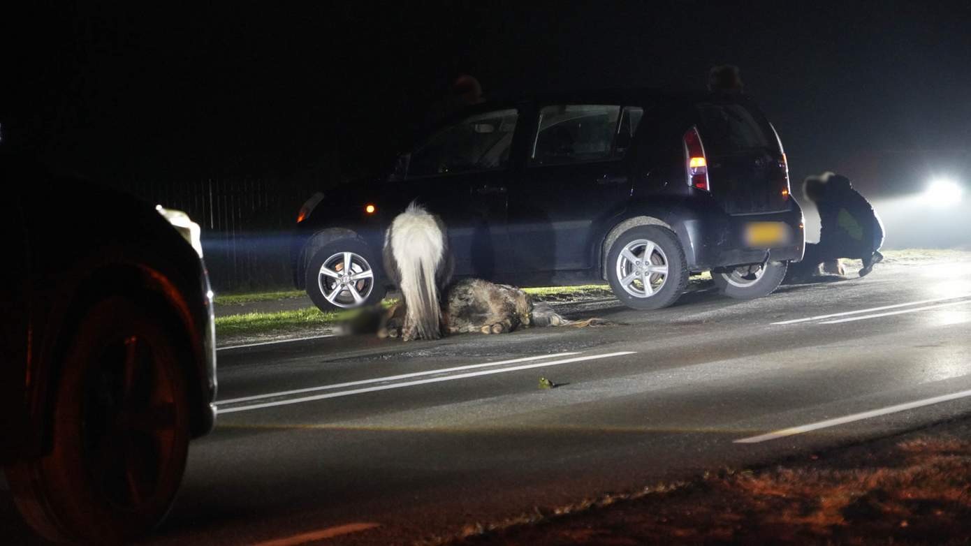 Pony's overleden na aanrijding met auto