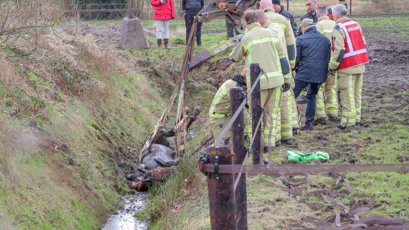 Paard belandt in sloot bij weiland in Peize