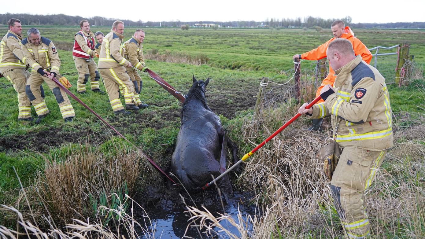 Brandweer trekt paard uit de sloot tussen Eelde en Haren