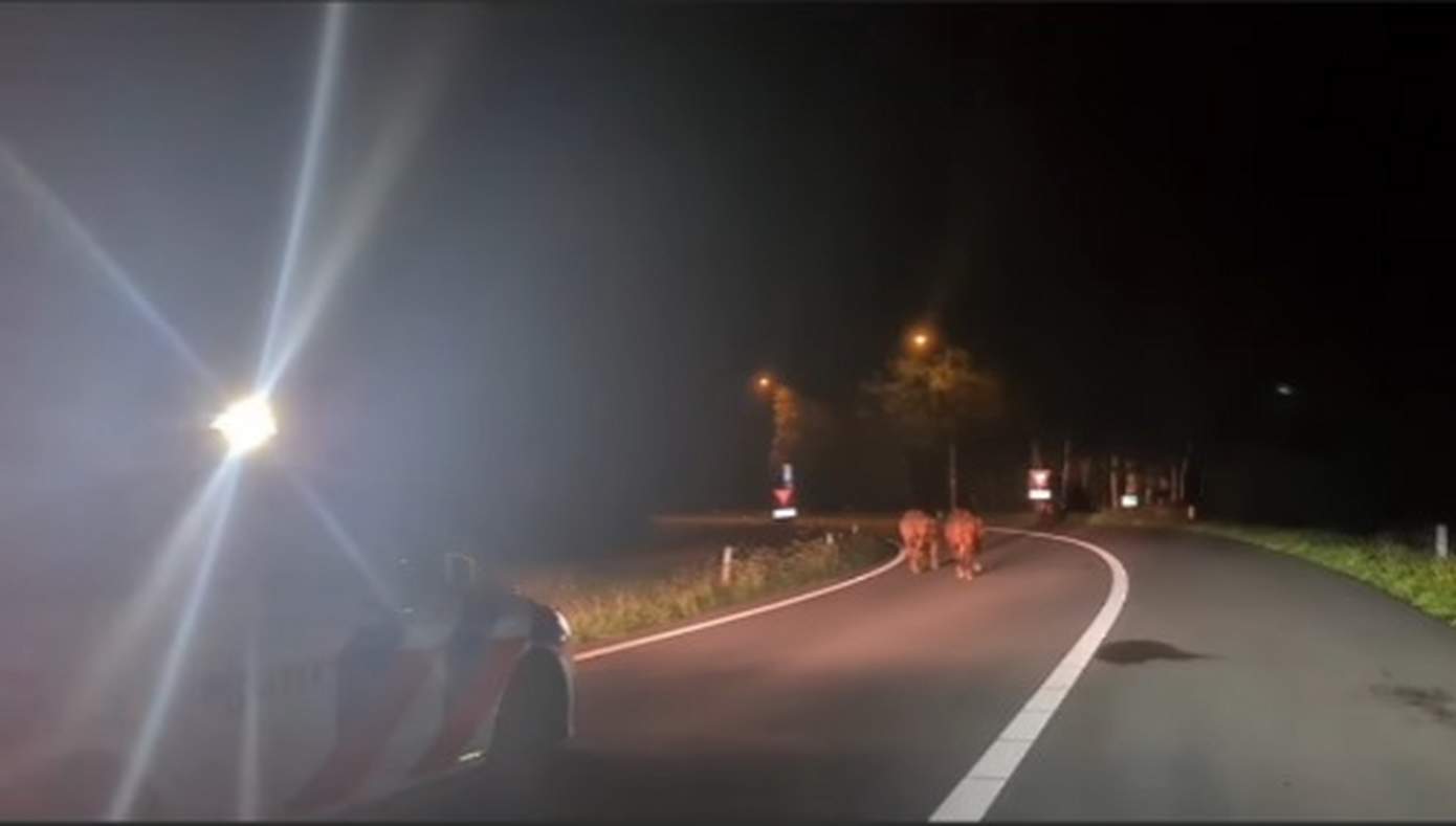 Politie stuurt koeien van de snelweg A37 af