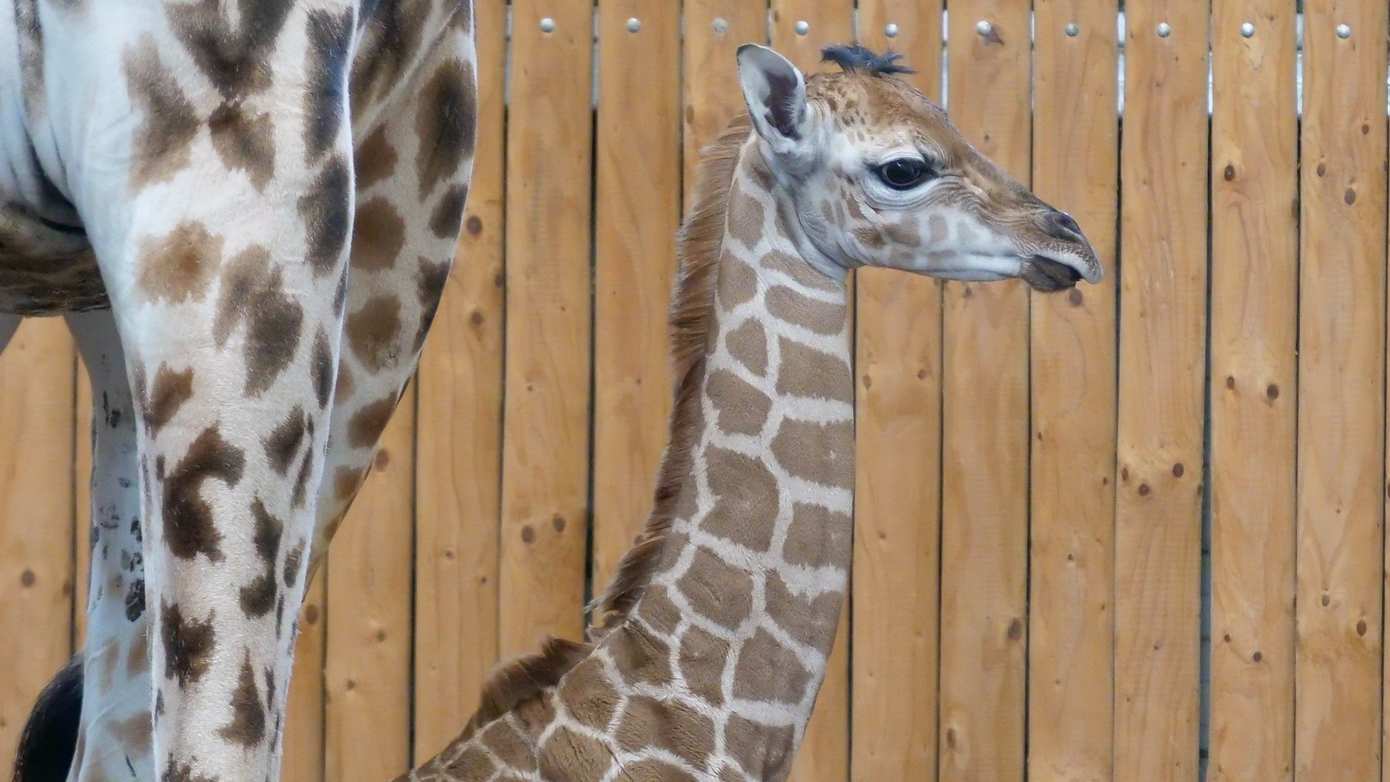 Giraf geboren in Wildlands Emmen