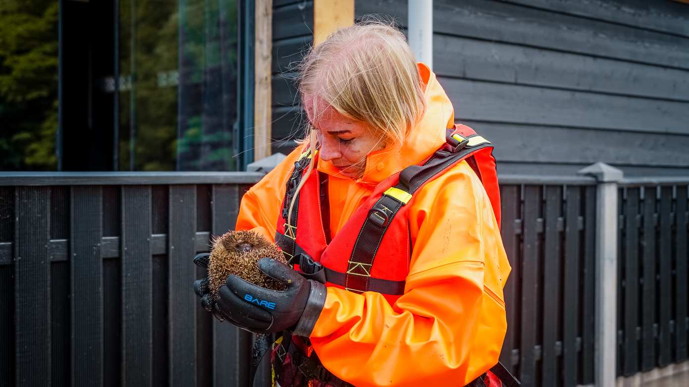 Brandweer redt egel van verdrinking in Coevorden (video)
