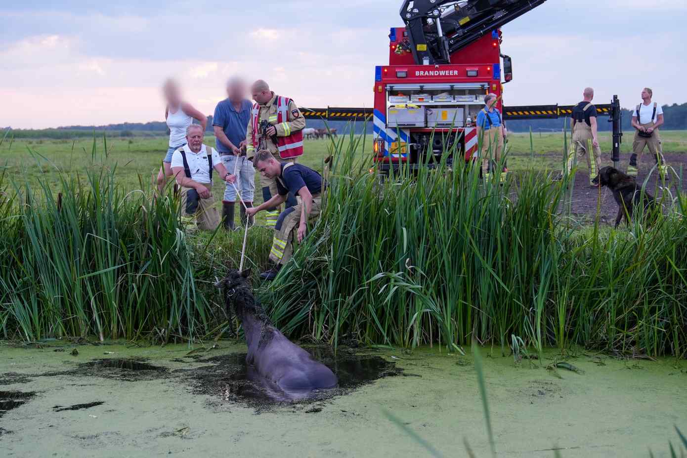 Brandweer zet grof geschut in om paard van verdrinking te redden