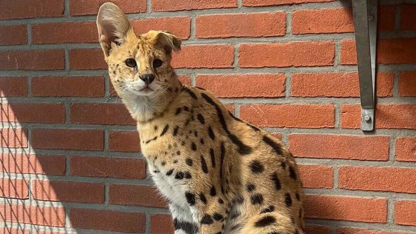 Drents Dierentehuis opzoek naar eigenaar gevonden Serval