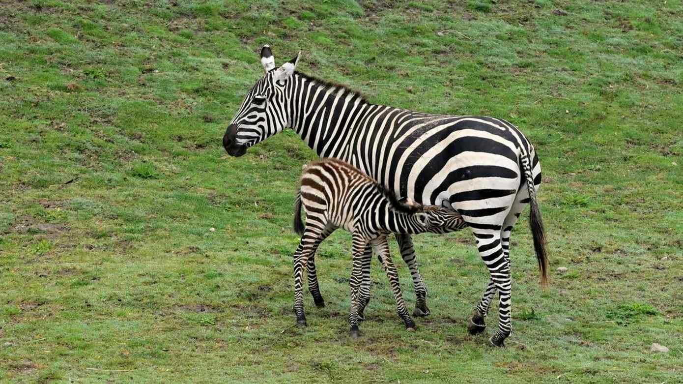 Twee geboortes in Wildlands Emmen op één dag: zebra en vicuña