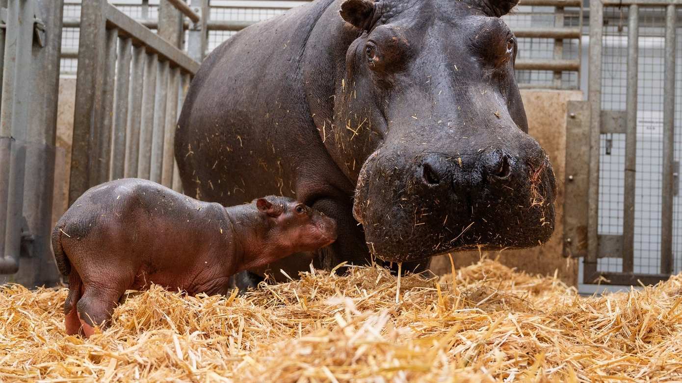 Nijlpaardenjong geboren in Wildlands Emmen