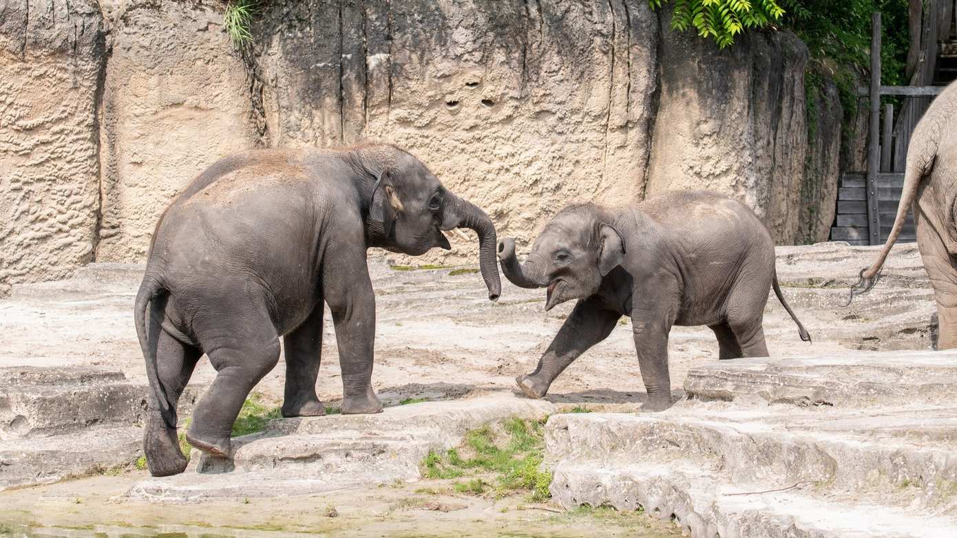 Tweede olifant overleden in Wildlands Emmen