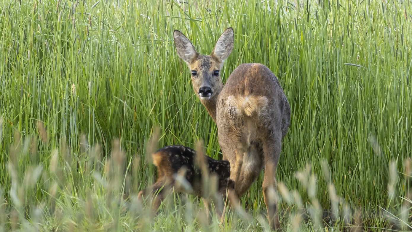 Het Drentse landschap vraagt aandacht voor start broedseizoen